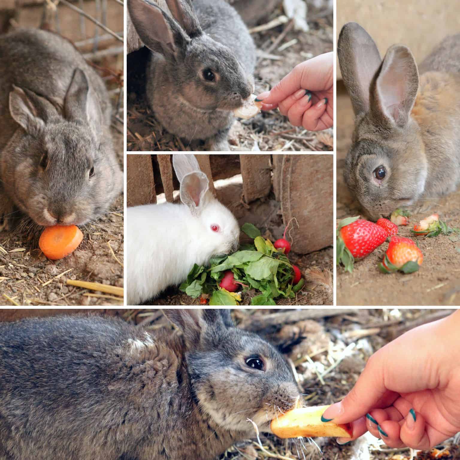 An application scenario or product detail of how often do rabbits eat - Image 12