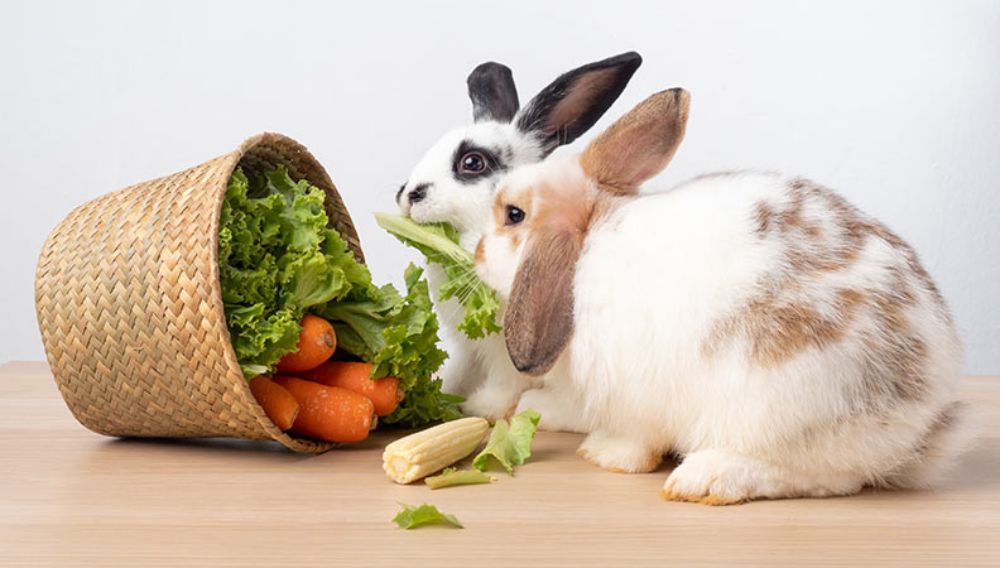 An application scenario or product detail of how often do rabbits eat - Image 22