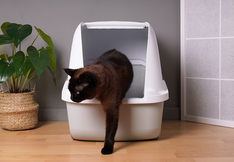 An application scenario or product detail of how often do you change a cat's litter box - Image 17
