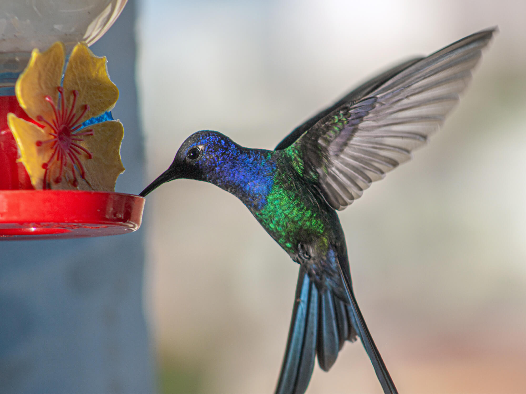 An application scenario or product detail of how often do you change hummingbird feeder - Image 14