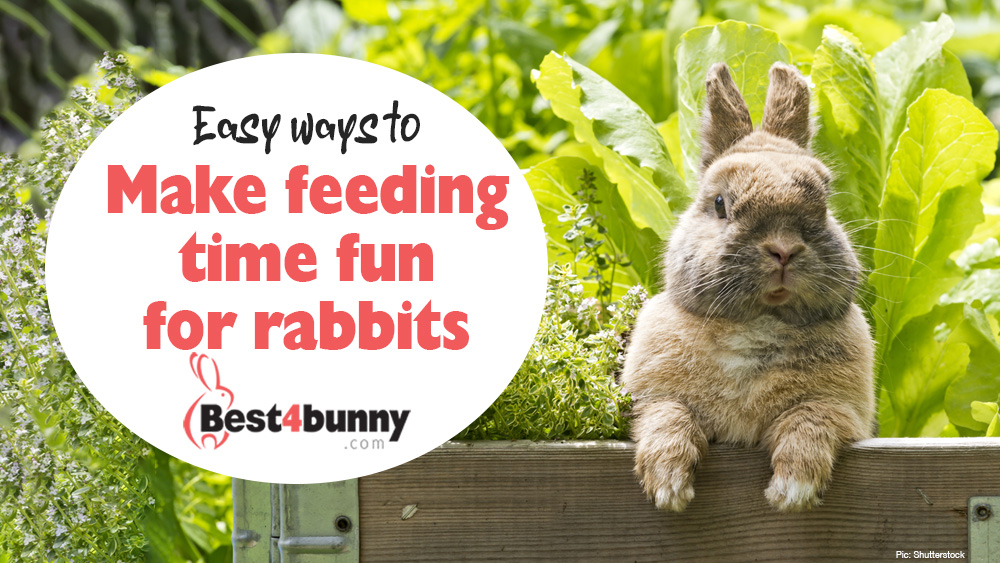 An application scenario or product detail of how often do you feed a bunny - Image 15