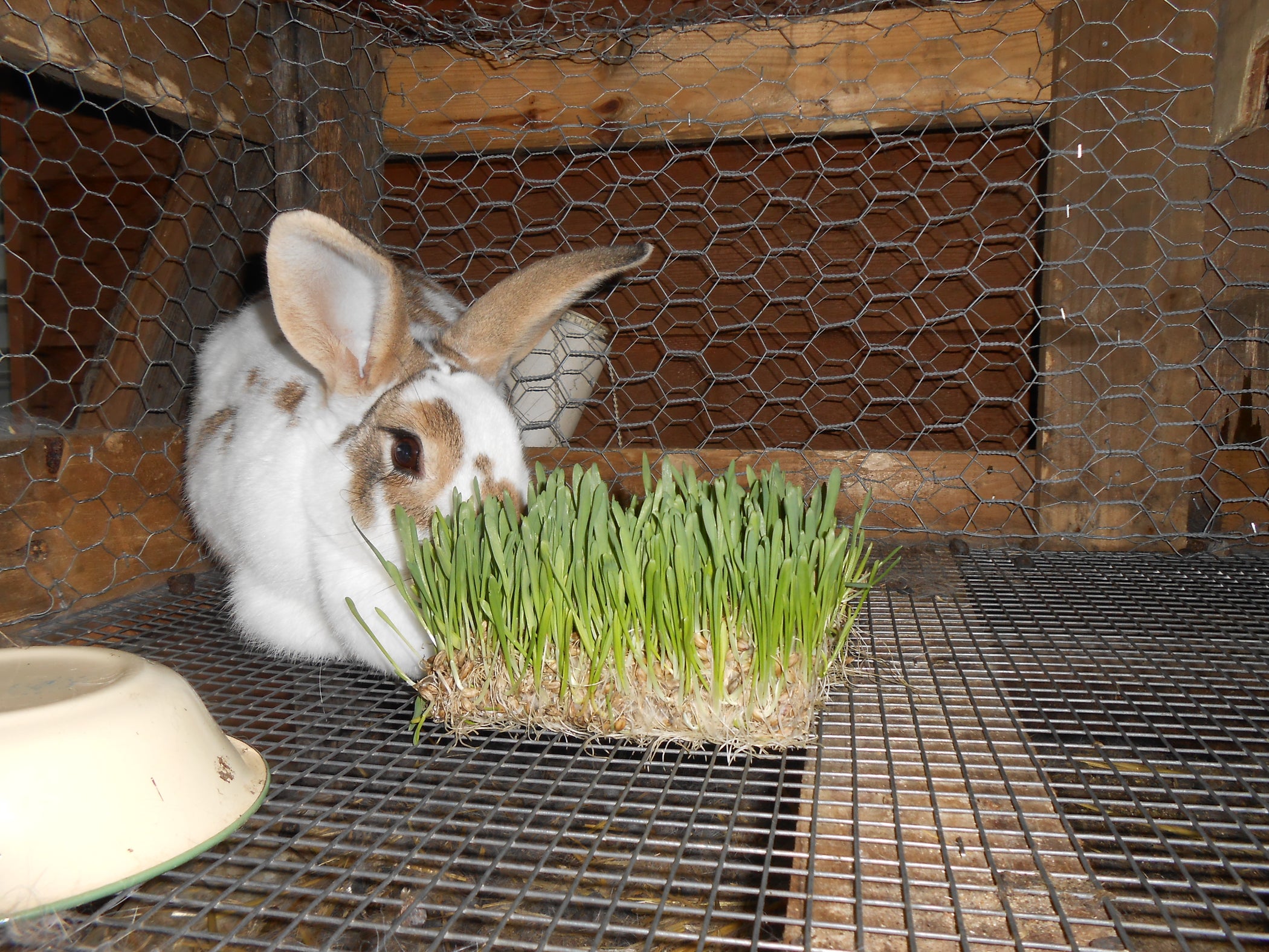 An application scenario or product detail of how often do you feed a bunny - Image 21