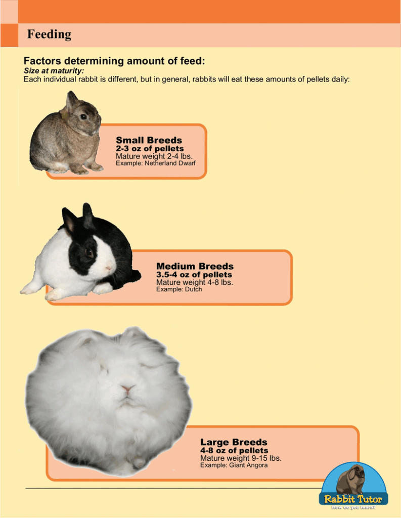 Featured image for the how often do you feed a bunny guide