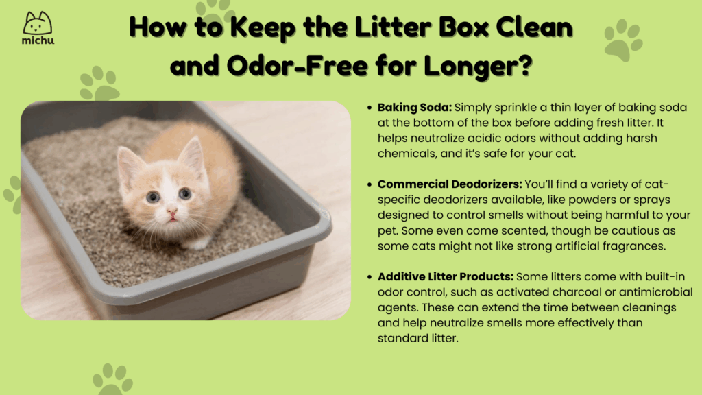 Featured image for the how often do you need to change cat litter guide