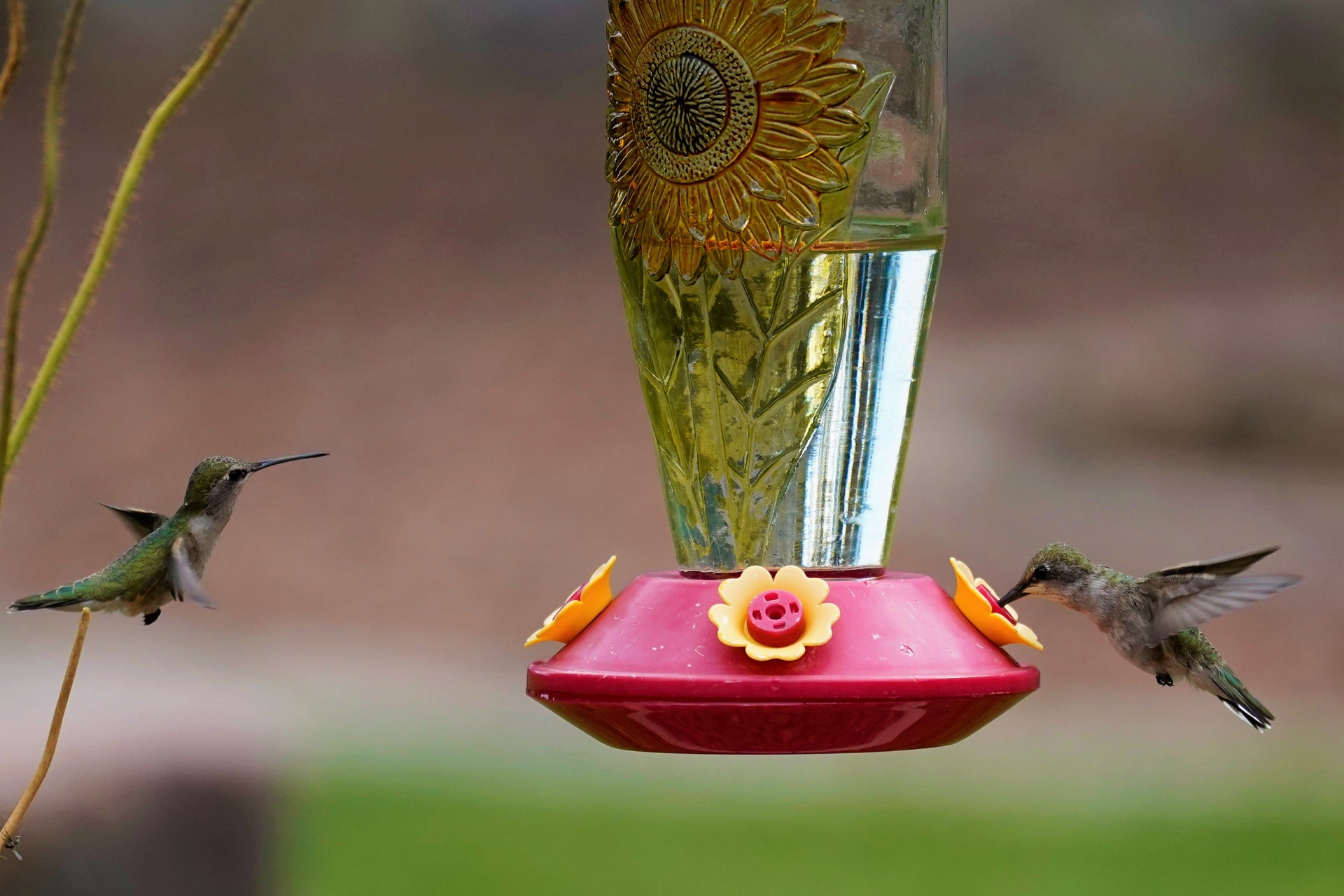 An application scenario or product detail of how often do you need to change hummingbird food - Image 8