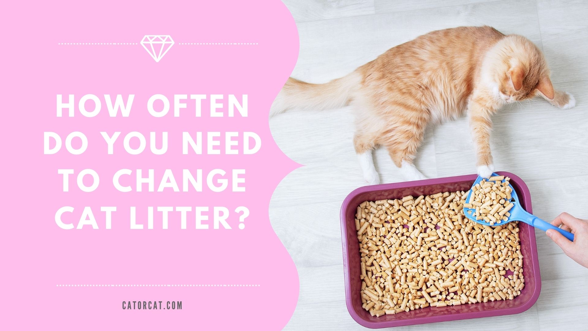 An application scenario or product detail of how often do you need to change kitty litter - Image 20