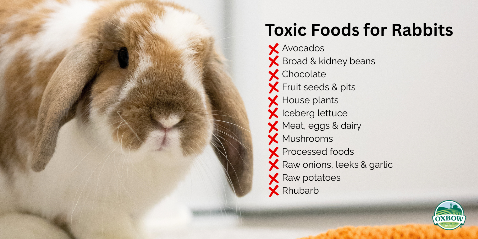 An application scenario or product detail of how often should a bunny eat - Image 5