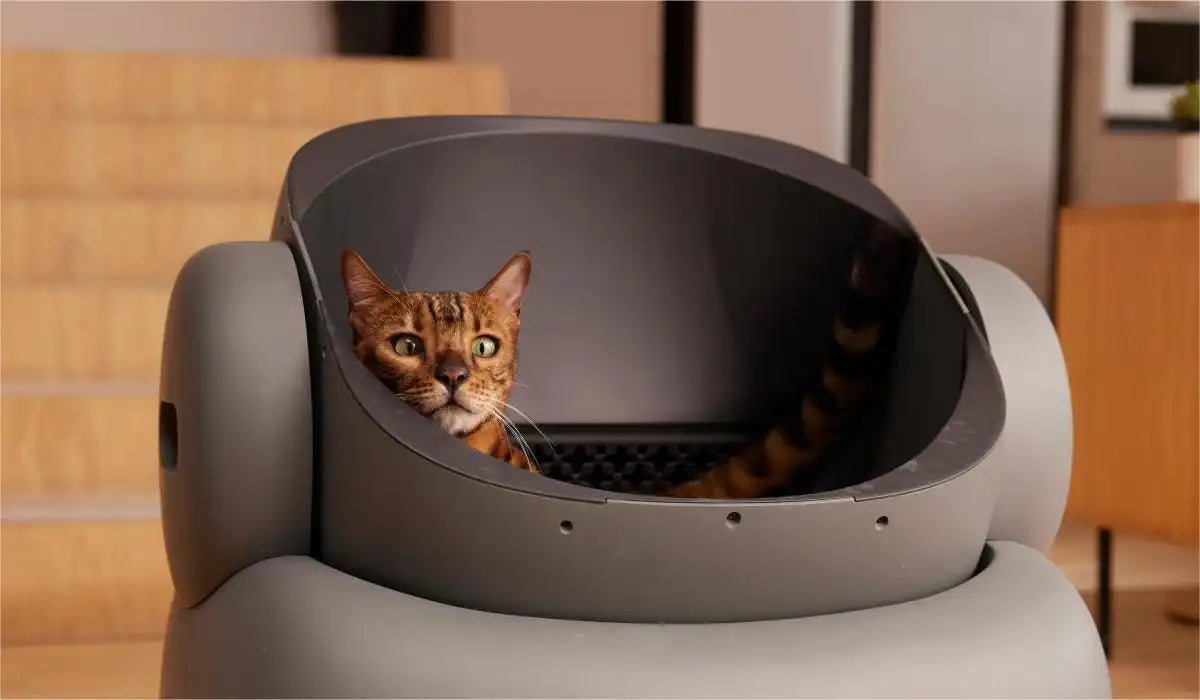 An application scenario or product detail of how often should a cat litter box be cleaned - Image 19