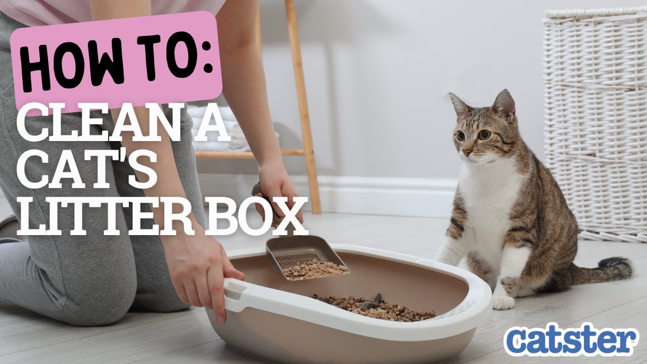 An application scenario or product detail of how often should a litter box be cleaned - Image 10