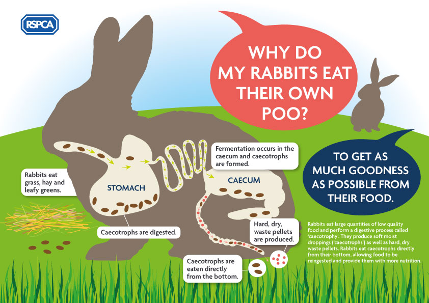An application scenario or product detail of how often should a rabbit eat - Image 15