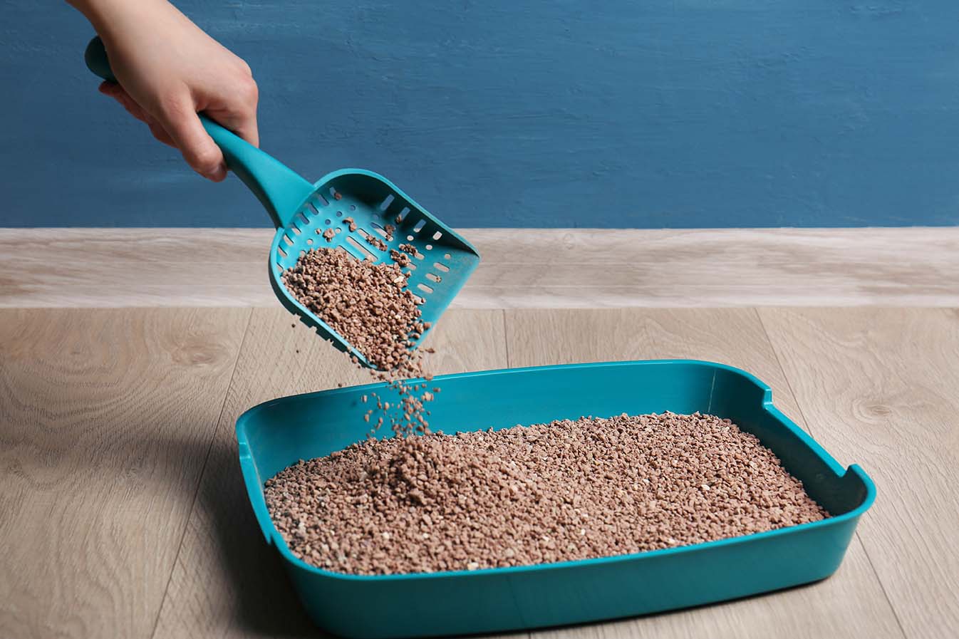 An application scenario or product detail of how often should cat litter be changed - Image 8