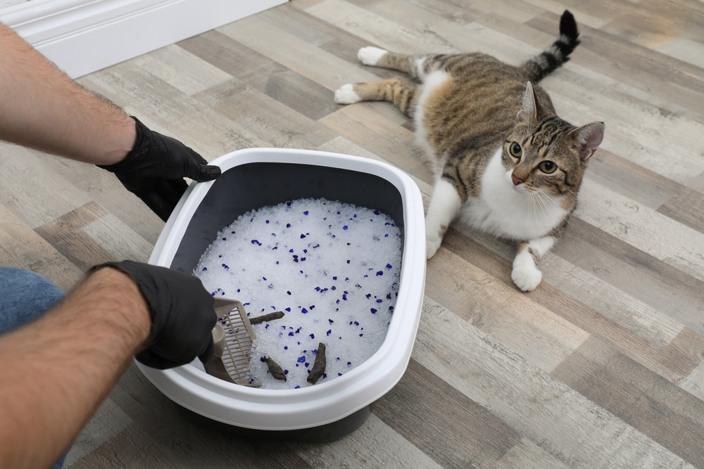An application scenario or product detail of how often should cat litter be changed - Image 10