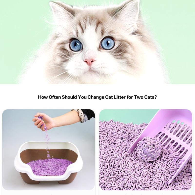 An application scenario or product detail of how often should cat litter be changed - Image 11