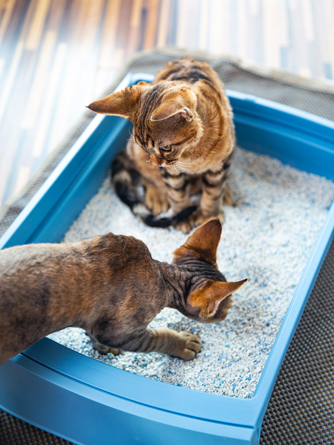 An application scenario or product detail of how often should cat use litter box - Image 14