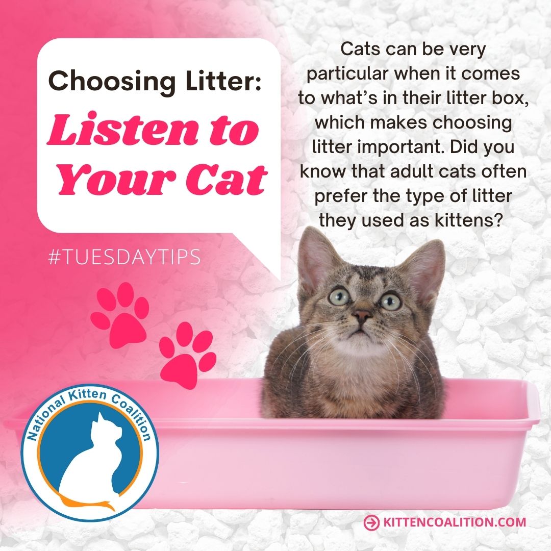 An application scenario or product detail of how often should cat use litter box - Image 16