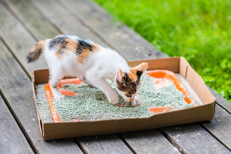 An application scenario or product detail of how often should cat use litter box - Image 19
