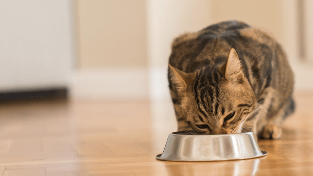 An application scenario or product detail of how often should cats eat canned food - Image 19