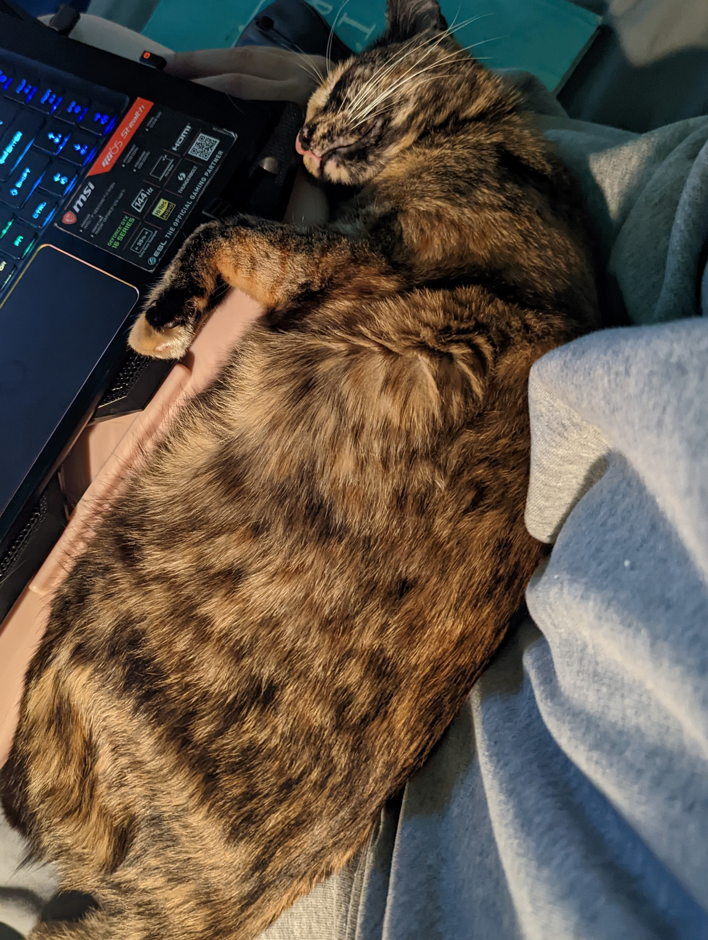 An application scenario or product detail of how often should cats eat canned food - Image 20