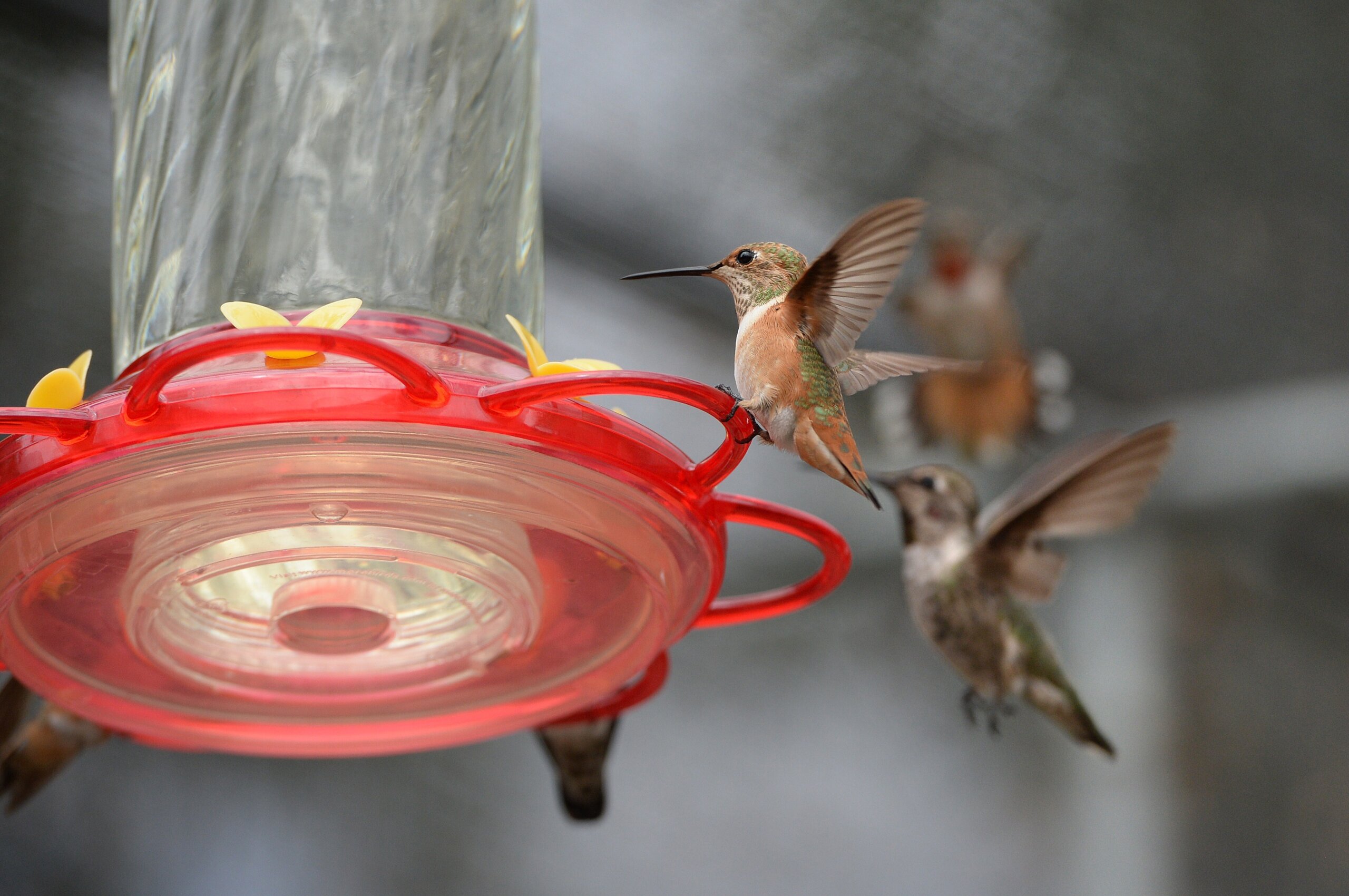 An application scenario or product detail of how often should hummingbird feeders be changed - Image 14