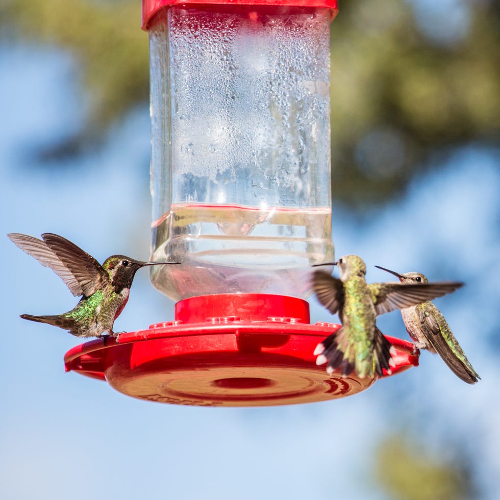 An application scenario or product detail of how often should hummingbird feeders be cleaned - Image 2