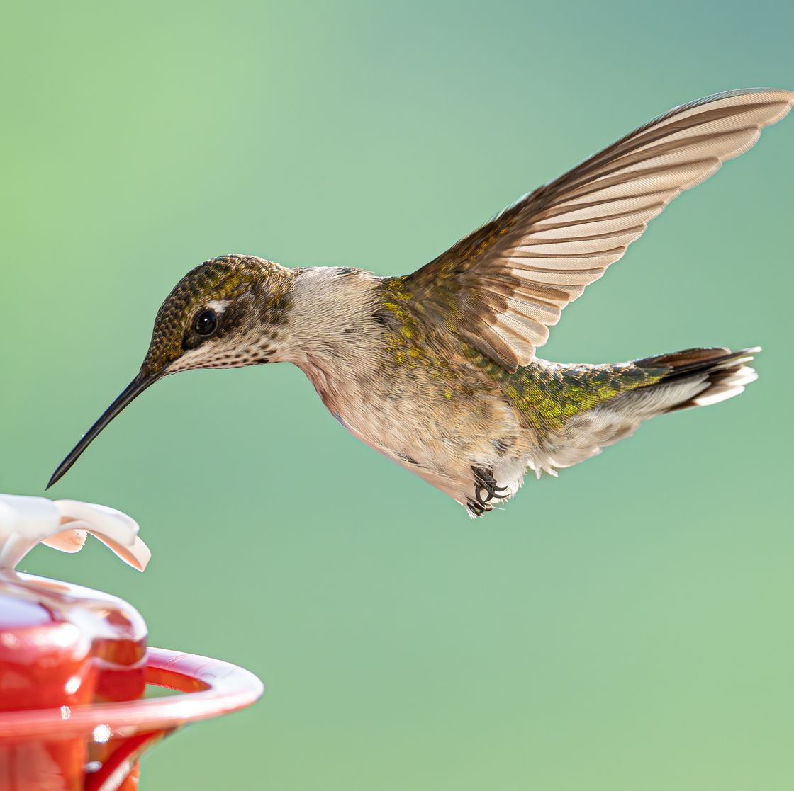 An application scenario or product detail of how often should hummingbird feeders be cleaned - Image 4