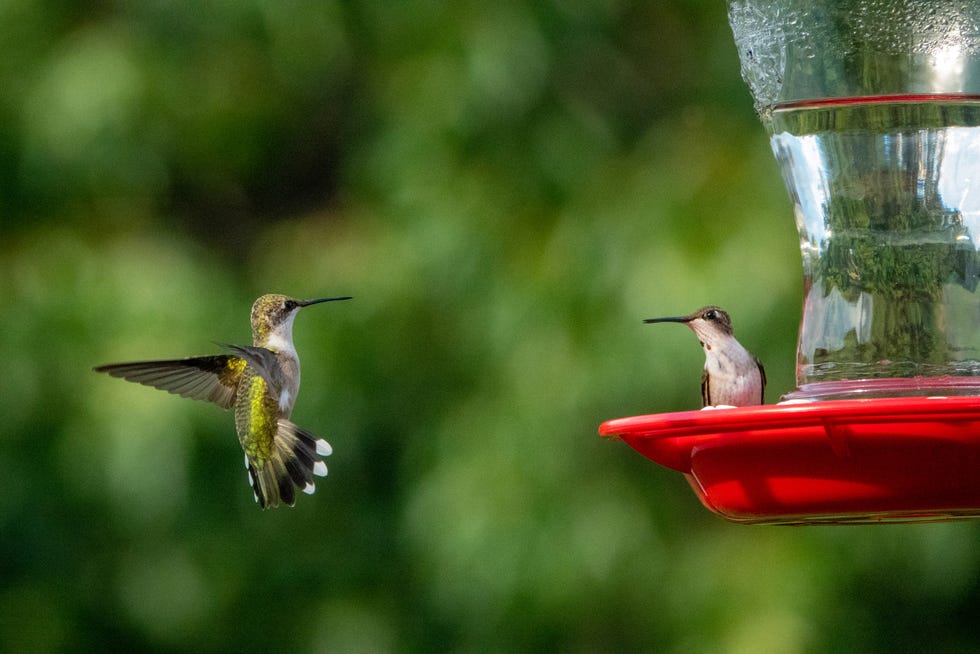 An application scenario or product detail of how often should hummingbird feeders be cleaned - Image 13
