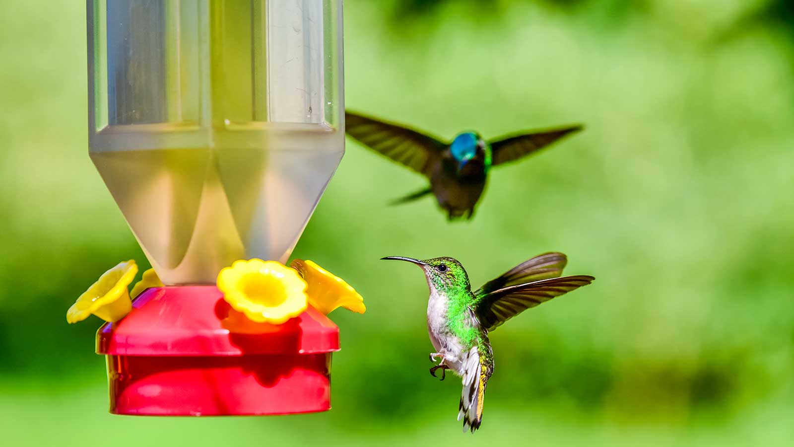 An application scenario or product detail of how often should hummingbird feeders be cleaned - Image 17