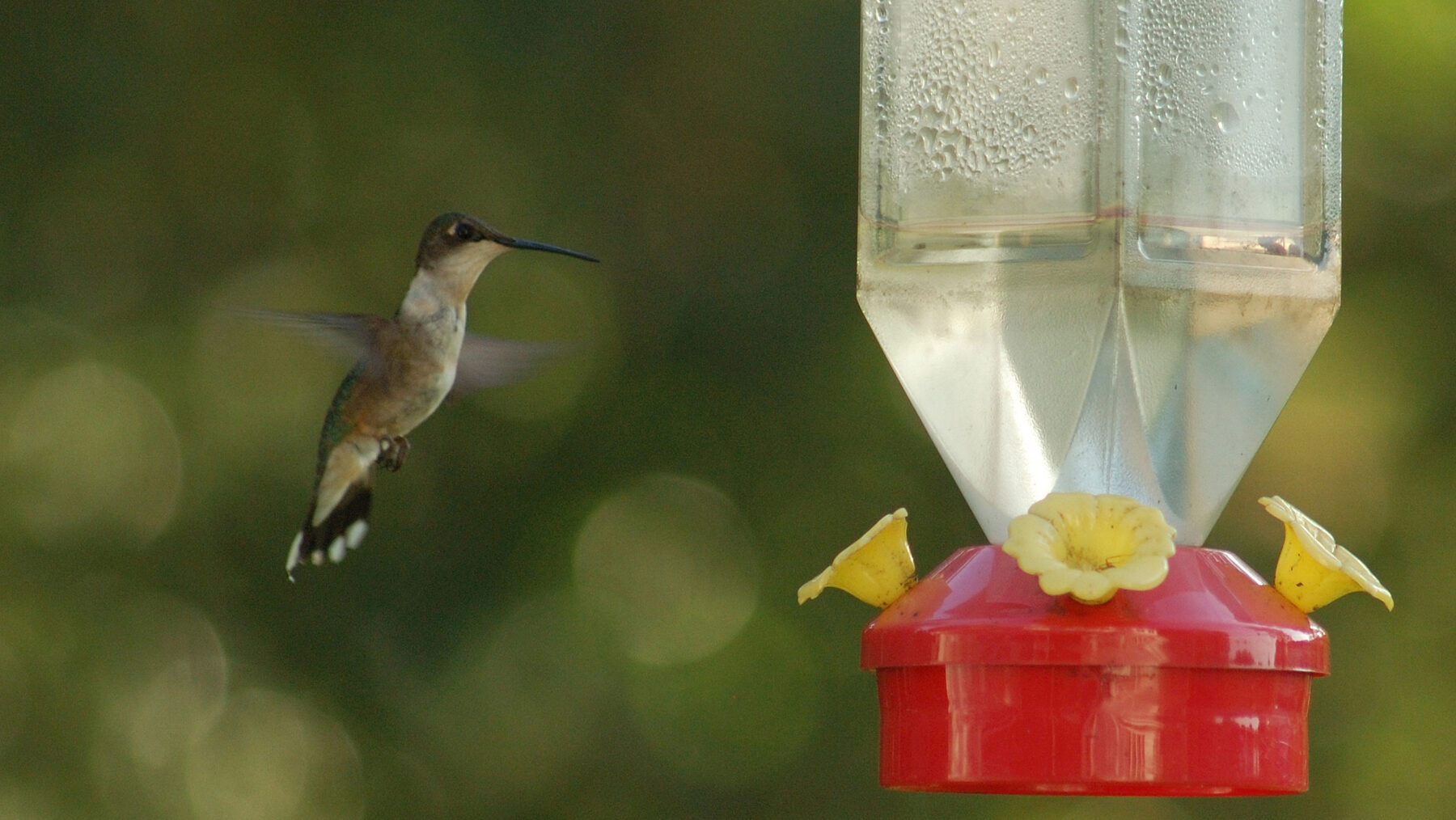 An application scenario or product detail of how often should hummingbird feeders be cleaned - Image 20