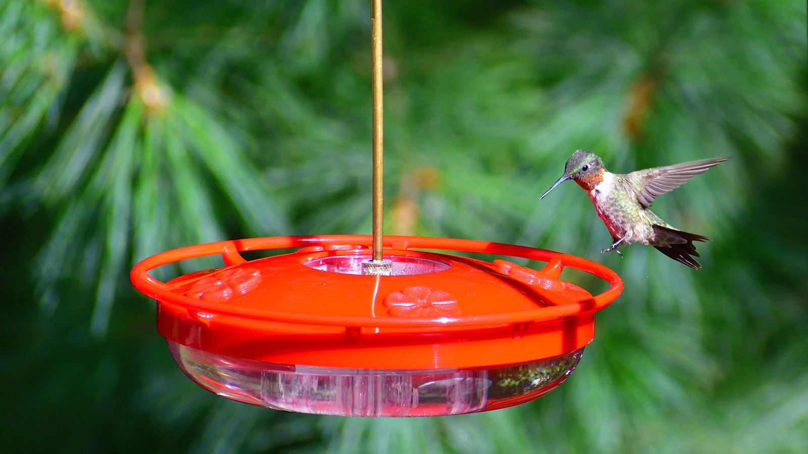 An application scenario or product detail of how often should hummingbird feeders be cleaned - Image 23