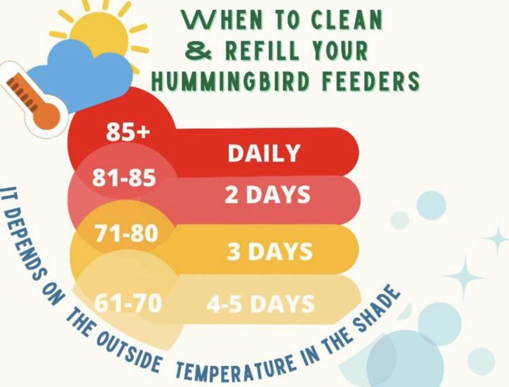 Featured image for the how often should hummingbird feeders be cleaned guide