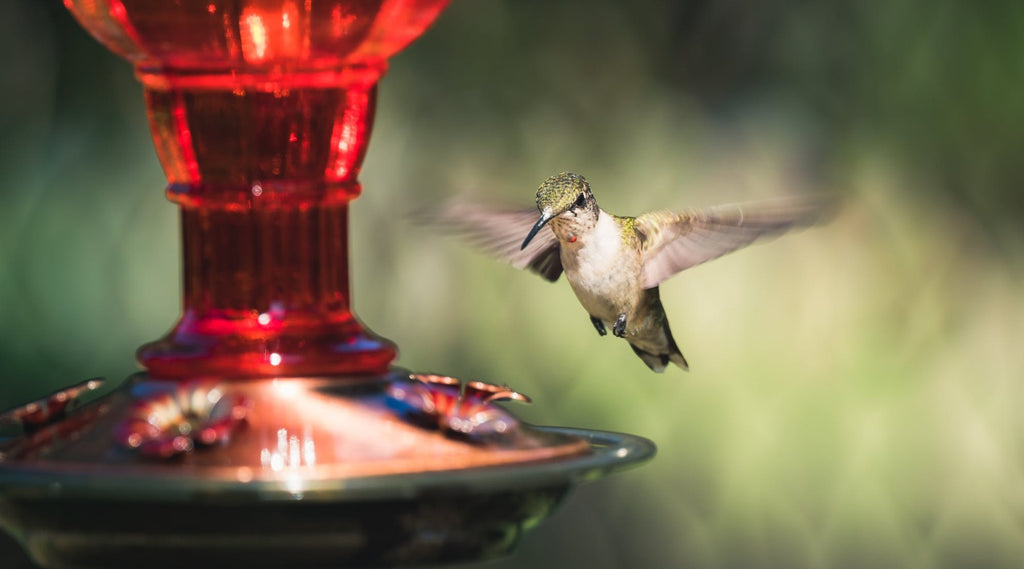 An application scenario or product detail of how often should hummingbird nectar be changed - Image 14