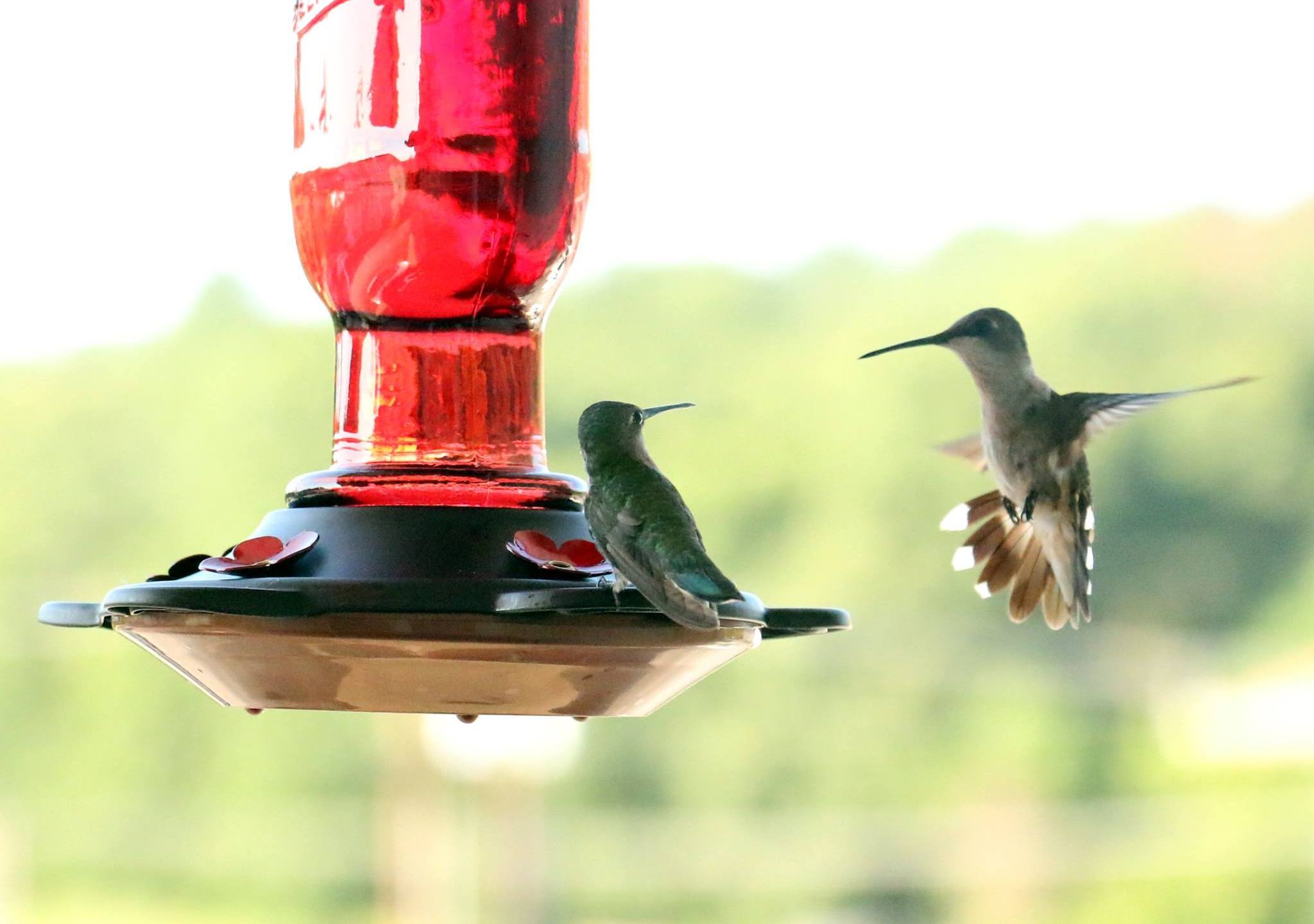 An application scenario or product detail of how often should i change hummingbird food - Image 19