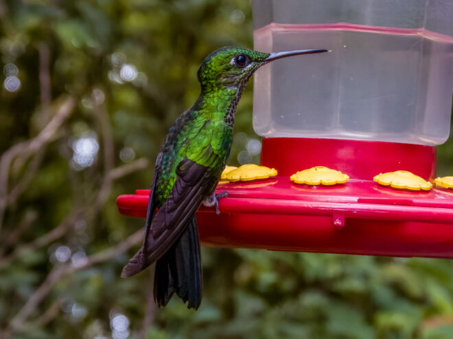 An application scenario or product detail of how often should i change hummingbird nectar - Image 18