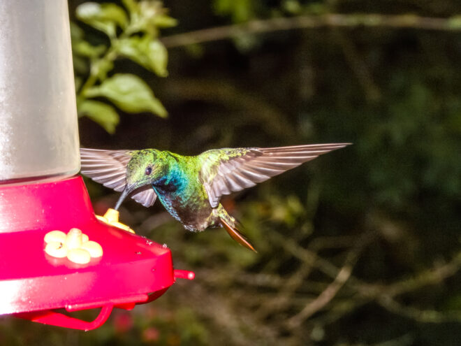 An application scenario or product detail of how often should i change hummingbird nectar - Image 19
