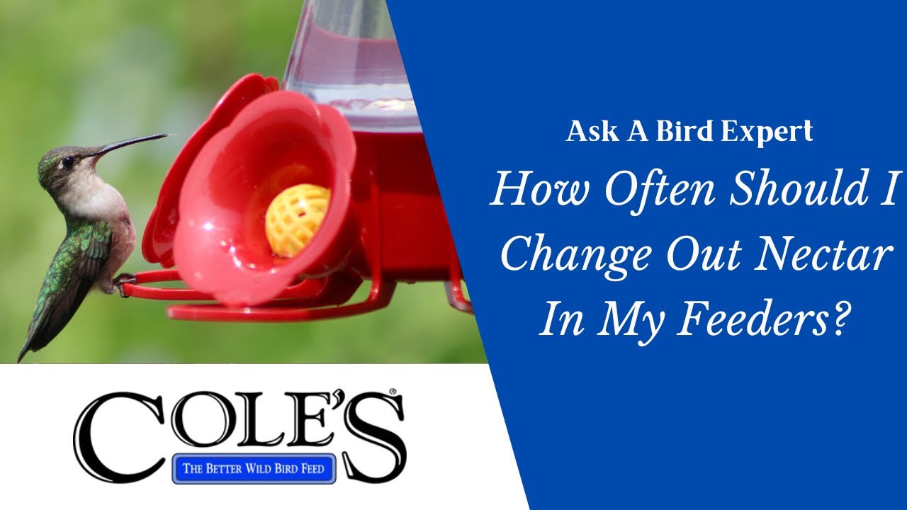 An application scenario or product detail of how often should i change my hummingbird feeder - Image 11