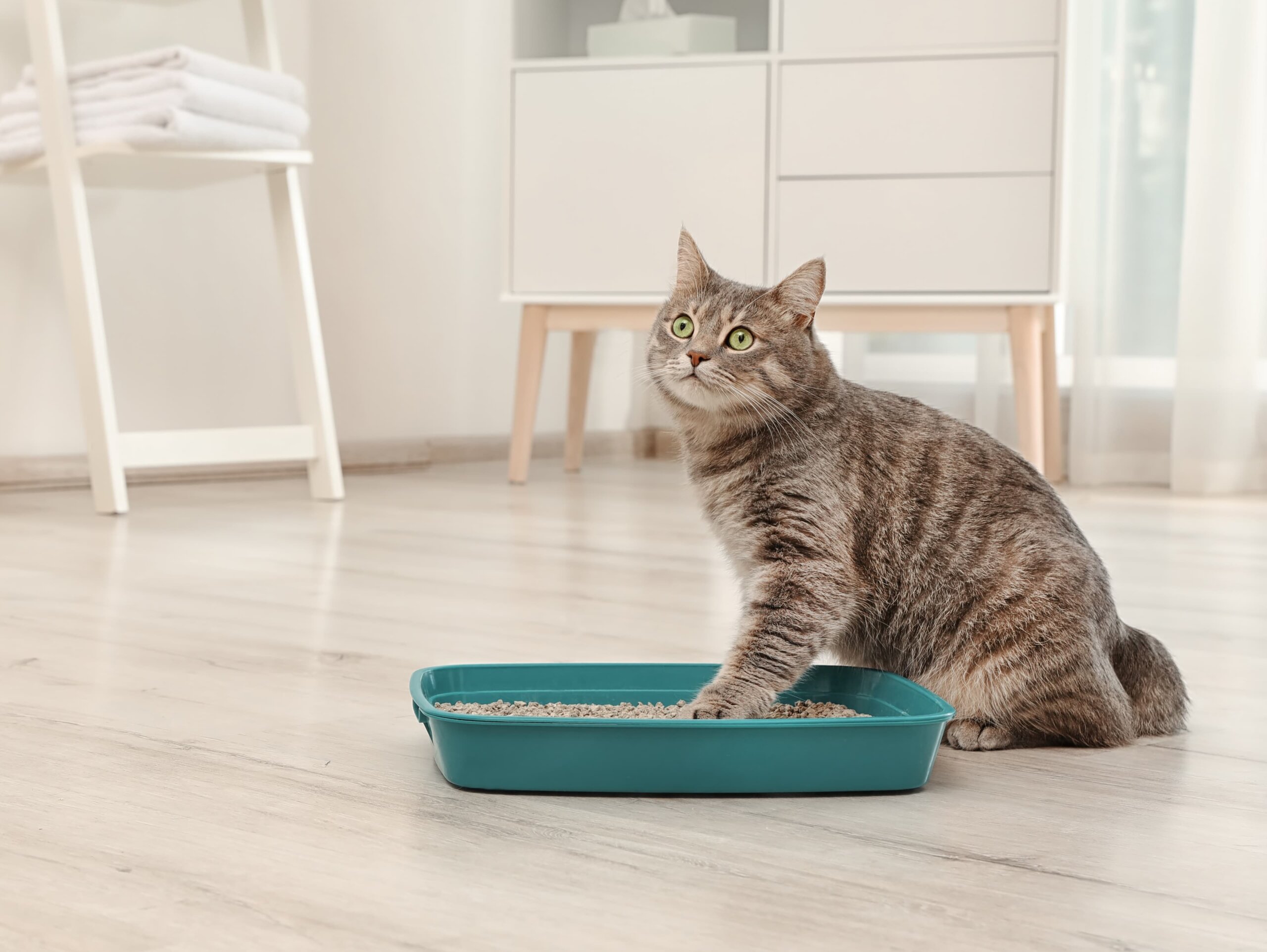 An application scenario or product detail of how often should i change my litter box - Image 19