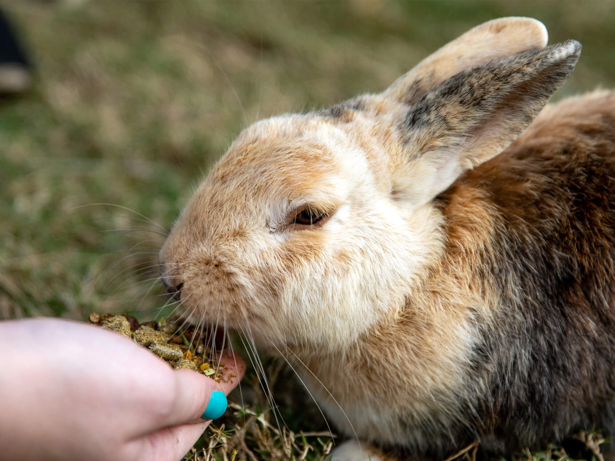 An application scenario or product detail of how often should rabbits be fed - Image 13