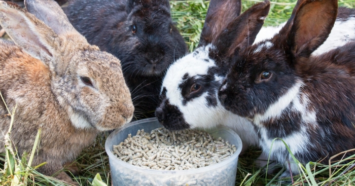 An application scenario or product detail of how often should rabbits be fed - Image 16