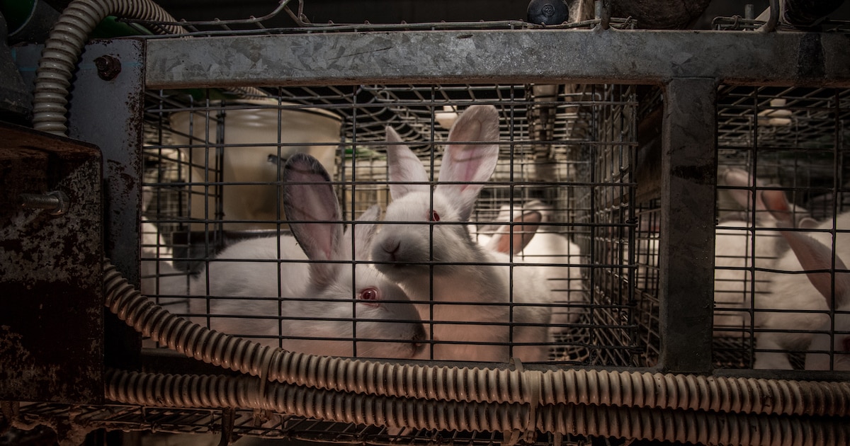 An application scenario or product detail of how often should rabbits be fed - Image 19