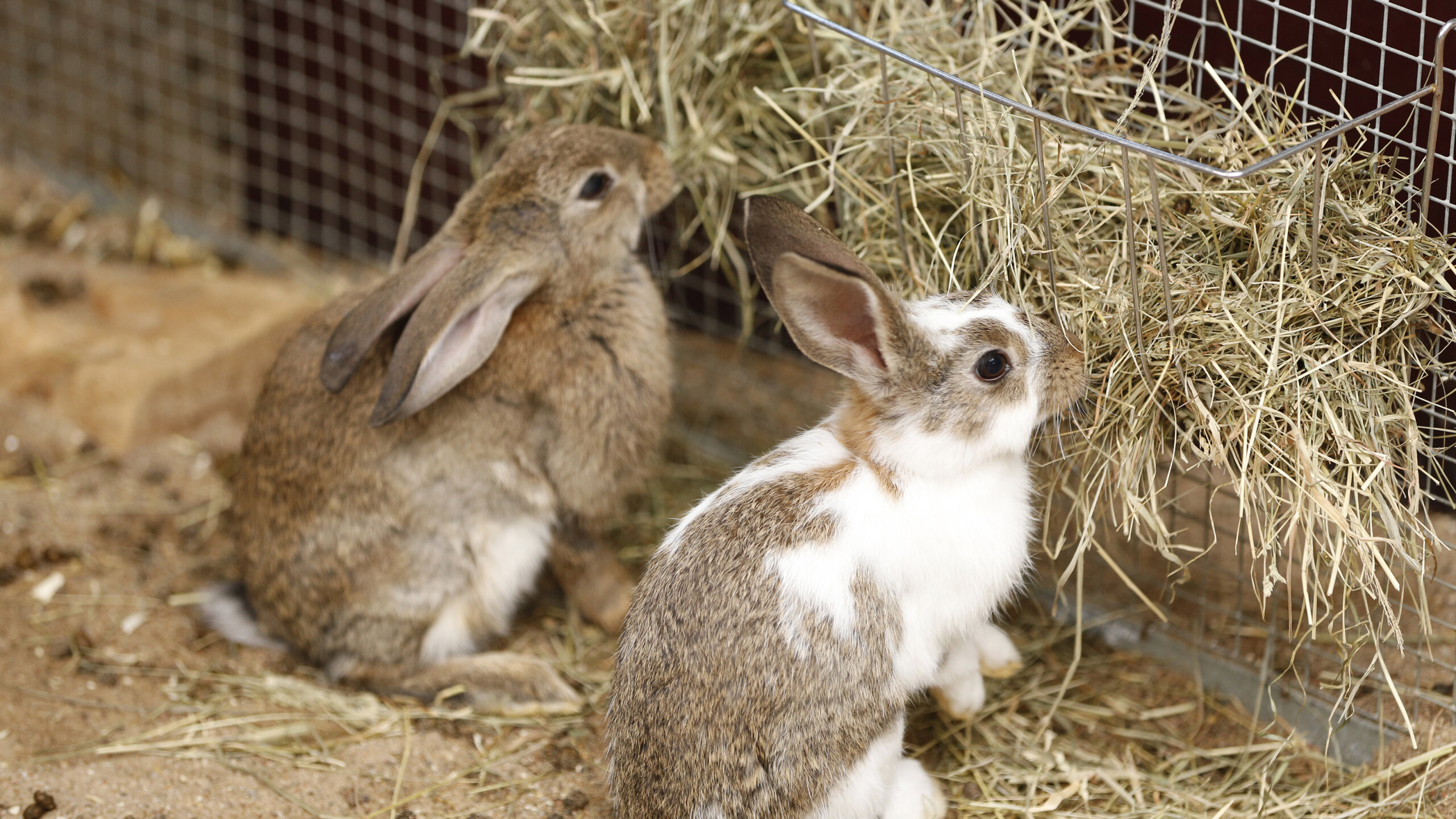 An application scenario or product detail of how often should rabbits eat - Image 16