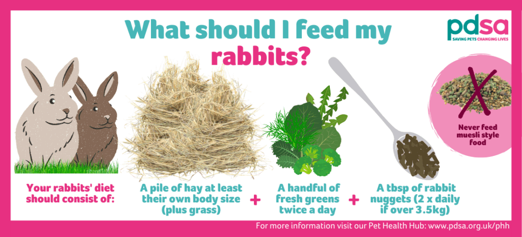 Featured image for the how often should rabbits eat guide