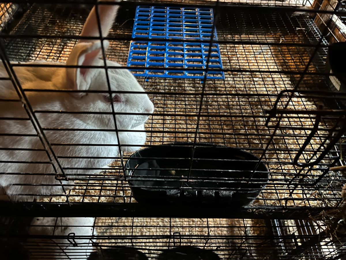 An application scenario or product detail of how often should u feed a rabbit - Image 24