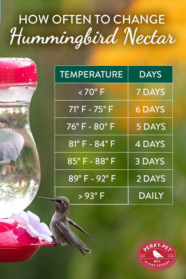 An application scenario or product detail of how often should you change hummingbird feeder - Image 10