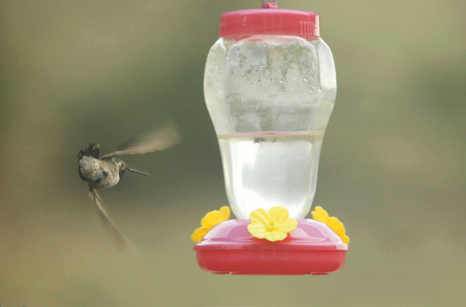 An application scenario or product detail of how often should you change hummingbird feeder - Image 12