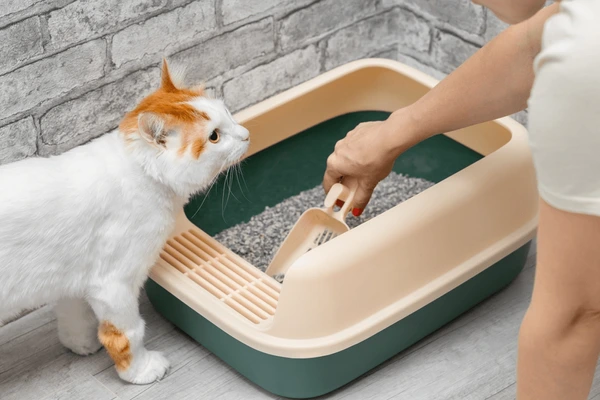 An application scenario or product detail of how often should you change litter box - Image 17
