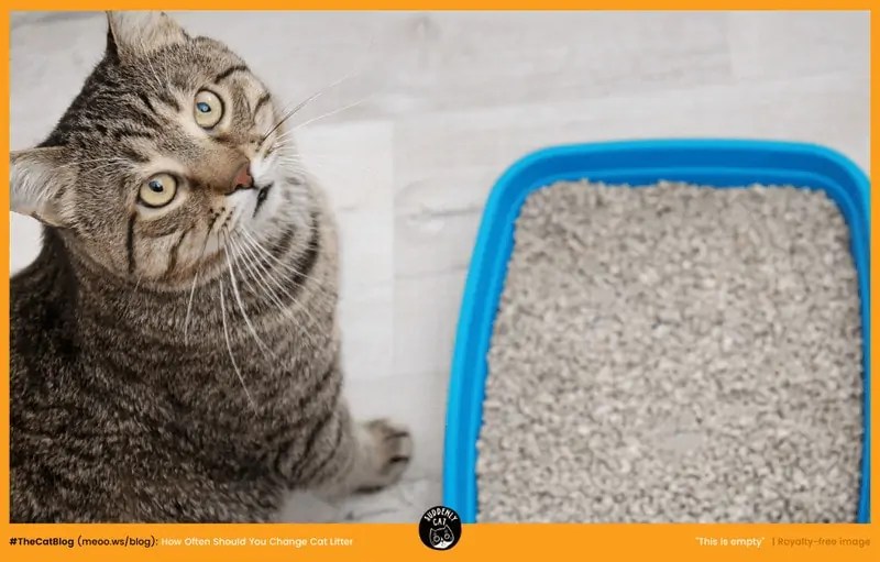 An application scenario or product detail of how often should you change the cat litter - Image 19