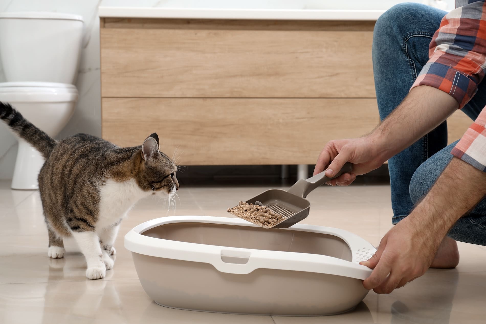 An application scenario or product detail of how often should you clean a litter box - Image 9