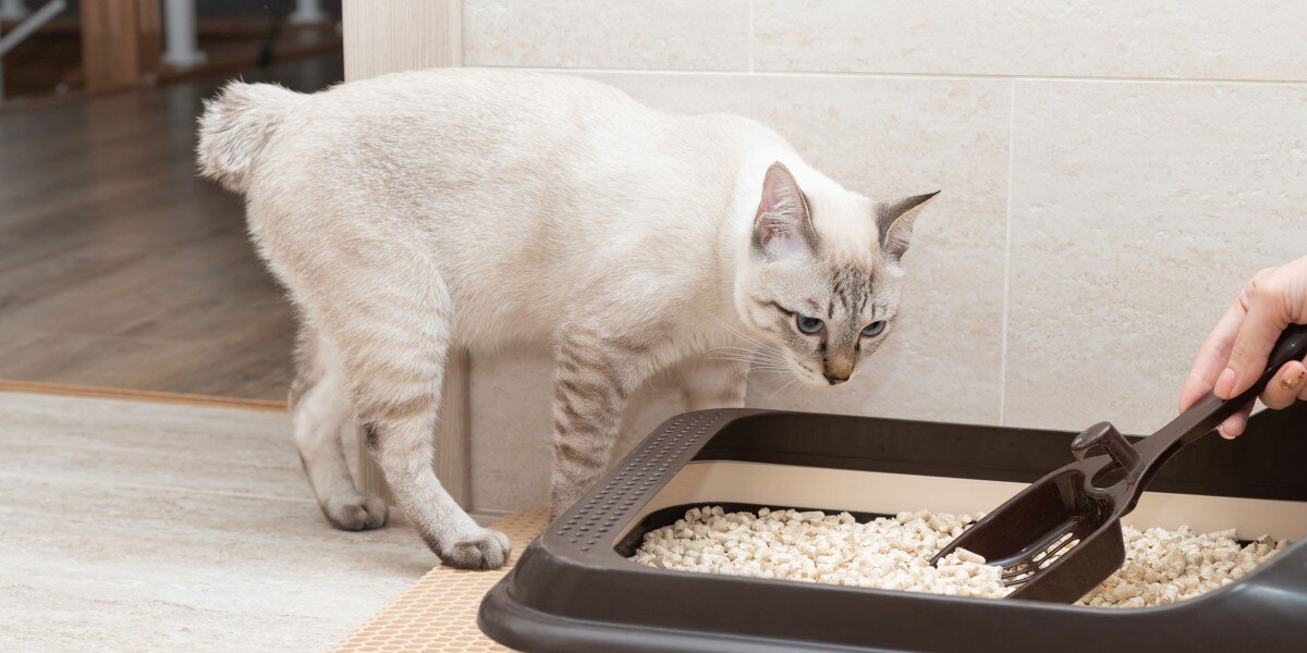 Featured image for the how often should you clean a litter box guide