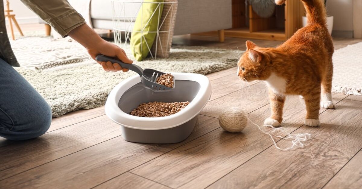 An application scenario or product detail of how often should you completely change cat litter - Image 20