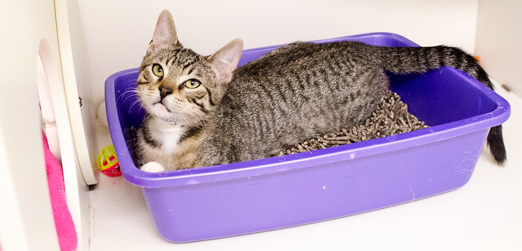An application scenario or product detail of how often should you empty a litter box - Image 20